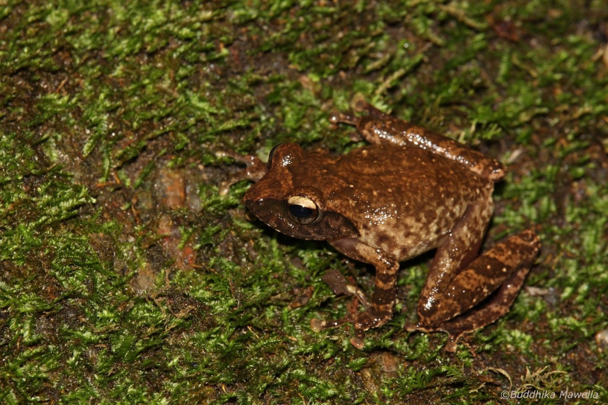 Pseudophilautus fulvus Manamendra-Arachchi & Pethiyagoda, 2005